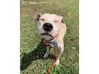 Eyelash Viper, American Pit Bull Terrier For Adoption In Richmond, Virginia