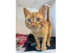 Wookie, Domestic Shorthair For Adoption In Guelph, Ontario