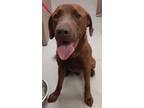 50181603, Labrador Retriever For Adoption In Mesquite, Texas
