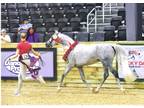 National Winning Champion Arabian Sport Horse, 14.1 Hands Perfect Cross For Pony