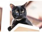 Adopt TOOTHLESS a Domestic Short Hair