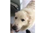 Adopt Evie a Great Pyrenees