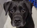 Adopt SASHA a Labrador Retriever, Boxer