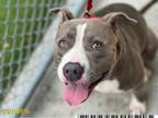Adopt PEPE a Pit Bull Terrier