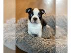 Boston Terrier PUPPY FOR SALE ADN-387598 - Baby Boy Blue Eyes