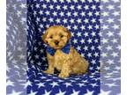 Cavachon-Poodle (Miniature) Mix PUPPY FOR SALE ADN-387614 - Adorable Cavapoochon