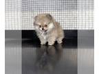 Pomeranian PUPPY FOR SALE ADN-387774 - Rare females and Males