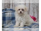 Havanese-Poodle (Toy) Mix PUPPY FOR SALE ADN-387362 - Tonka
