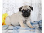 Pug PUPPY FOR SALE ADN-387548 - Charlie
