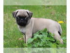 Pug PUPPY FOR SALE ADN-387551 - Jazzy