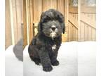 Bernese Mountain Dog-Labradoodle Mix PUPPY FOR SALE ADN-387666 - Lucky