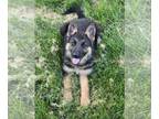 German Shepherd Dog PUPPY FOR SALE ADN-387938 - Shepherd puppy