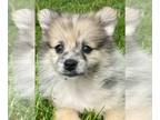 Pomeranian PUPPY FOR SALE ADN-387713 - Pongo Pomeranian