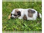 Zuchon PUPPY FOR SALE ADN-387563 - Rubys puppies