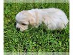 Zuchon PUPPY FOR SALE ADN-387566 - Rubys puppies