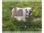 Bulldog PUPPY FOR SALE ADN-387306 - AKC English Bulldog Puppies