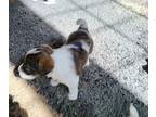 Parson Russell Terrier-Wire-Poo Mix PUPPY FOR SALE ADN-387500 - 4 sweet puppies