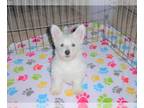 West Highland White Terrier PUPPY FOR SALE ADN-387936 - West Highland White