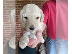 Pyredoodle PUPPY FOR SALE ADN-387723 - yellowcolar