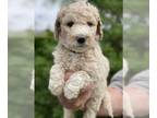 Pyredoodle PUPPY FOR SALE ADN-387725 - yellowcolar