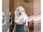 Pyredoodle PUPPY FOR SALE ADN-387728 - yellowcolar
