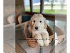 Pyredoodle PUPPY FOR SALE ADN-387731 - yellowcolar