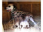 Dalmatian PUPPY FOR SALE ADN-387599 - CKC PUREBRED DALMATIANS