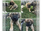Mastiff PUPPY FOR SALE ADN-387942 - Mastiff