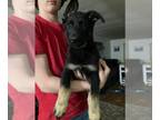 German Shepherd Dog PUPPY FOR SALE ADN-387856 - German shepherd puppies