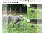 American Bully PUPPY FOR SALE ADN-387935 - American Bully Puppies
