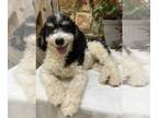 Bernedoodle PUPPY FOR SALE ADN-387328 - Roy House Trained