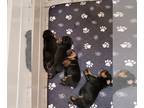 Rottweiler PUPPY FOR SALE ADN-387803 - Rottweiler Puppies