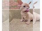 French Bulldog PUPPY FOR SALE ADN-387864 - Frenchie Puppies