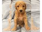 Goldendoodle PUPPY FOR SALE ADN-387492 - F1B Goldendoodle pups