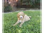 Goldendoodle PUPPY FOR SALE ADN-387497 - F1B Goldendoodle pups