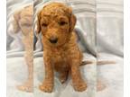 Goldendoodle PUPPY FOR SALE ADN-387498 - F1B Goldendoodle pups