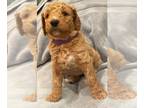 Goldendoodle PUPPY FOR SALE ADN-387499 - F1B Goldendoodle pups