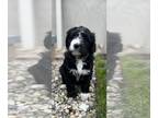 Bernedoodle PUPPY FOR SALE ADN-387381 - Lucky Charms