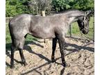 Gorgeous blue roan AQHA yearling filly