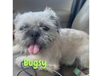 Adopt Bugsy a Pug, Shih Tzu