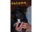 Adopt Tacoma a Mixed Breed