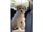 Adopt Lewis a Jack Russell Terrier