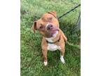Adopt King Crab a Pit Bull Terrier