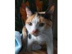 Adopt Cagney a Domestic Short Hair