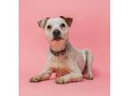 Adopt coco a Jack Russell Terrier