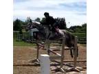 Price Reduced Athletic Hunter Jumper Mare
