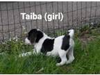 Adopt TAIBA a Jack Russell Terrier, Beagle