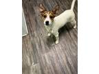 Adopt Screwball in NH a Jack Russell Terrier, Beagle