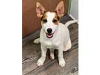Adopt Knuckleball in NH a Jack Russell Terrier, Beagle