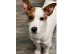 Adopt Spitball in NH a Jack Russell Terrier, Beagle